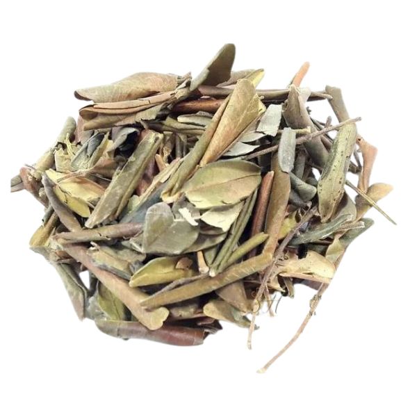 JABORANDI PARA CH� - (PILOCARPUS PENNATI)