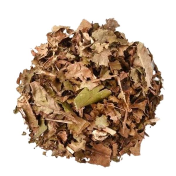 NOGUEIRA PARA CH� - (JUGLANS SPP)