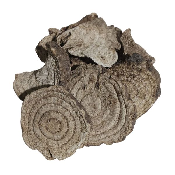 JALAPA PARA CH� - BATATA DE PURGA