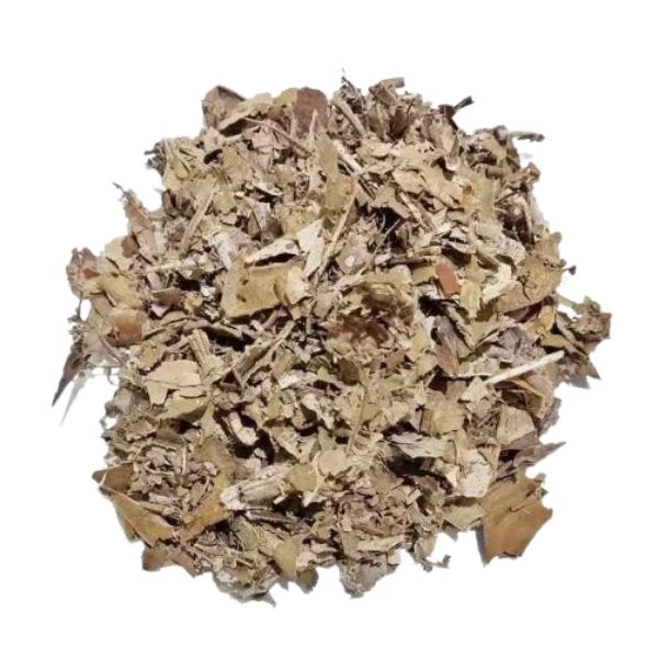 UMBA�BA PARA CH� - (CECROPIA HOLOLEUCA)